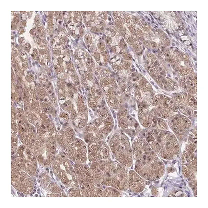 Merck Anti-EXOC6B antibody produced in rabbit