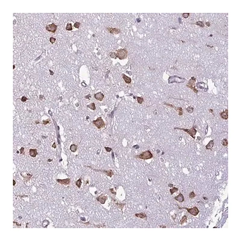 Merck Anti-RPS16 antibody produced in rabbit