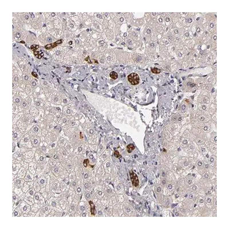 Merck Anti-EFS antibody produced in rabbit