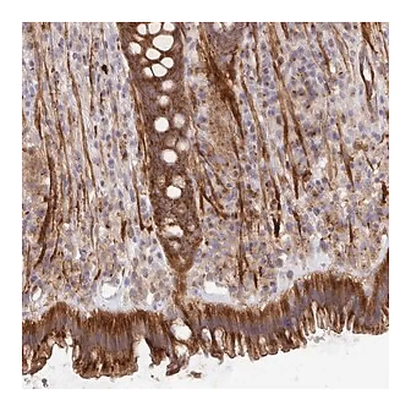 Merck Anti-TM9SF4 antibody produced in rabbit