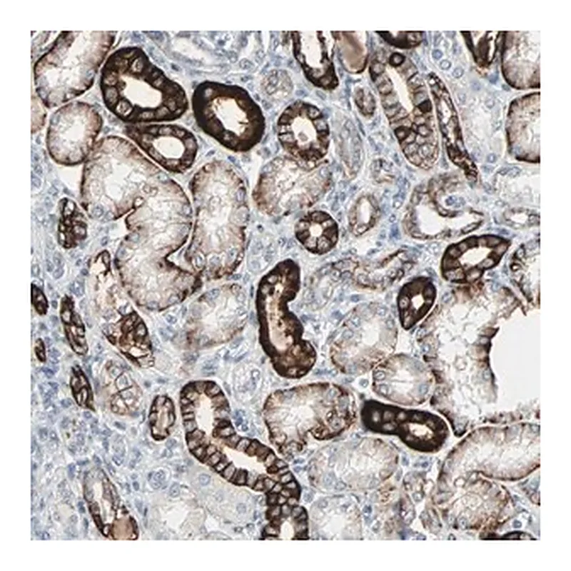 Merck Anti-CAND2 antibody produced in rabbit