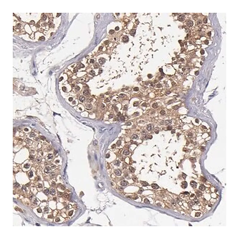 Merck Anti-TTLL12 antibody produced in rabbit