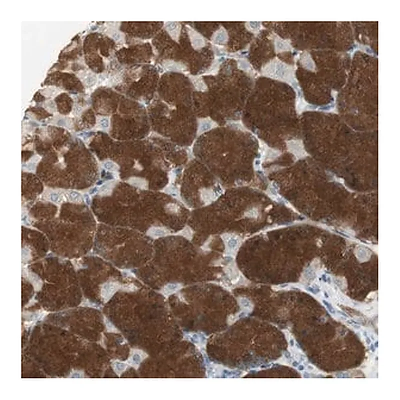Merck Anti-MSTO1 antibody produced in rabbit