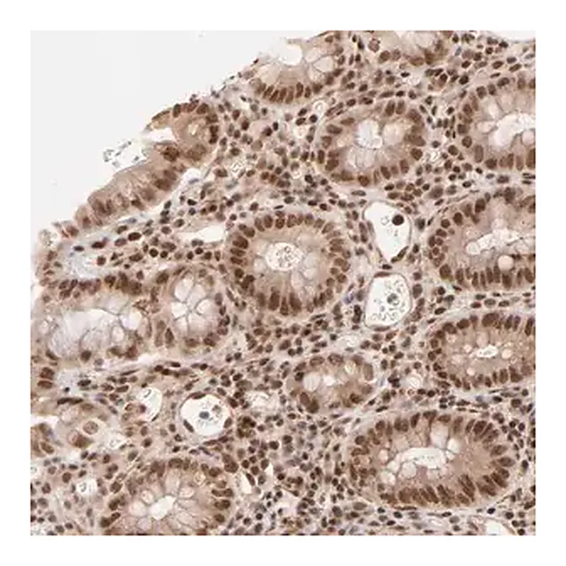 Merck Anti-CTCF antibody produced in rabbit