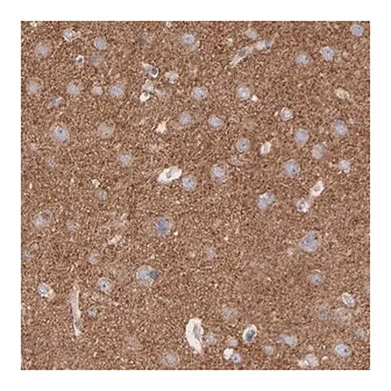 Merck Anti-CPE antibody produced in rabbit