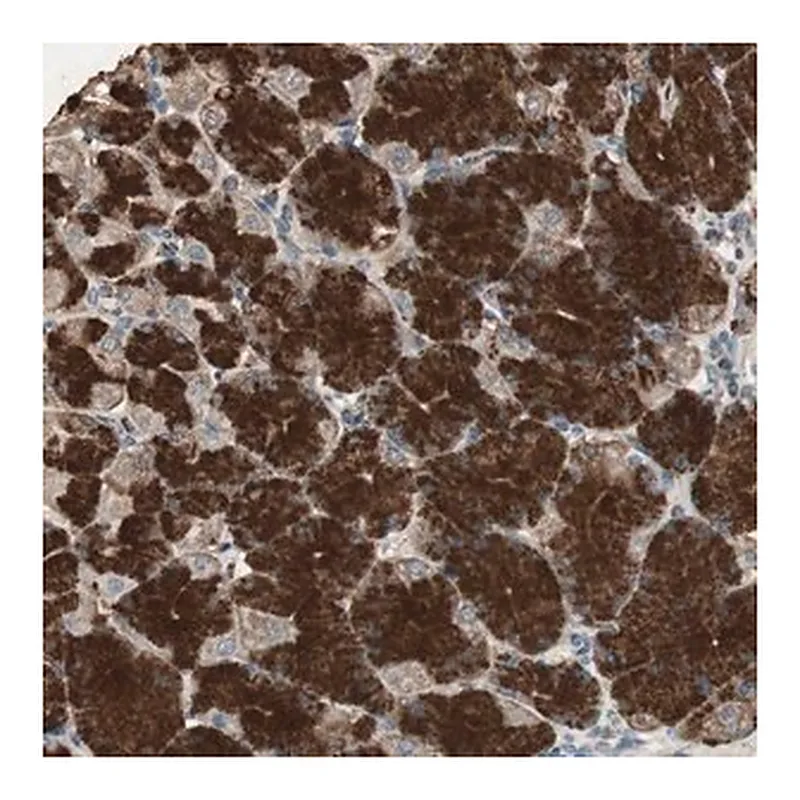 Merck Anti-MSTO1 antibody produced in rabbit