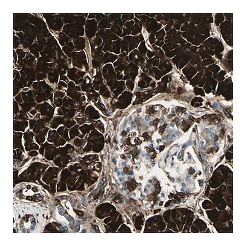 Merck Anti-PTH2R antibody produced in rabbit