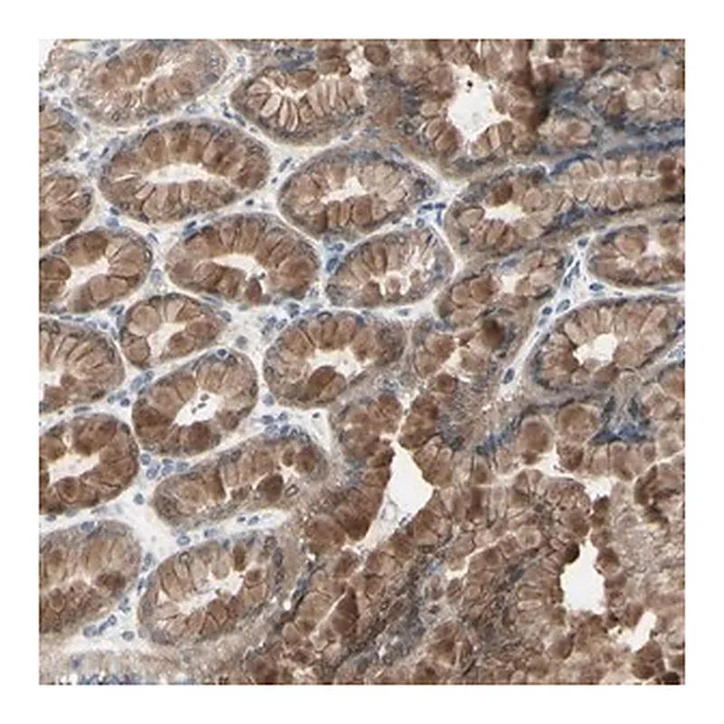 Merck Anti-ETNK1 antibody produced in rabbit