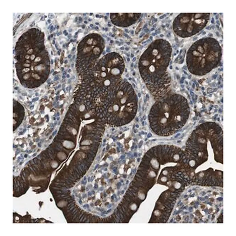 Merck Anti-FAM174B antibody produced in rabbit
