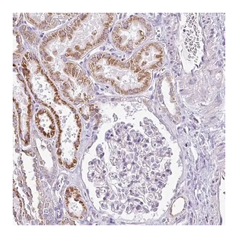 Merck Anti-TMEM246 antibody produced in rabbit