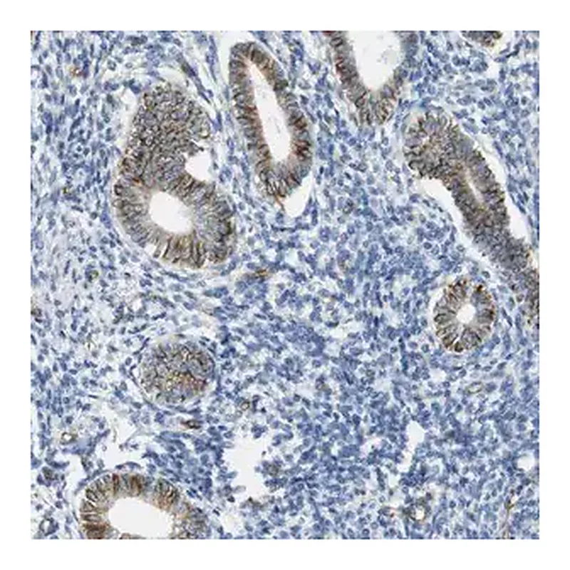 Merck Anti-MS4A10 antibody produced in rabbit