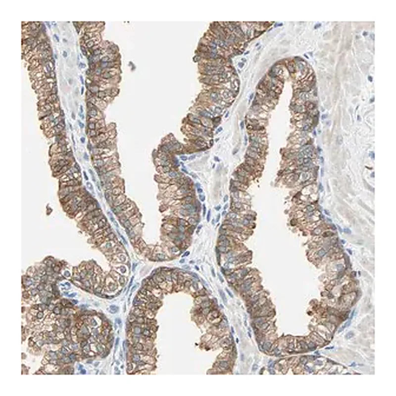 Merck Anti-ATF6 antibody produced in rabbit
