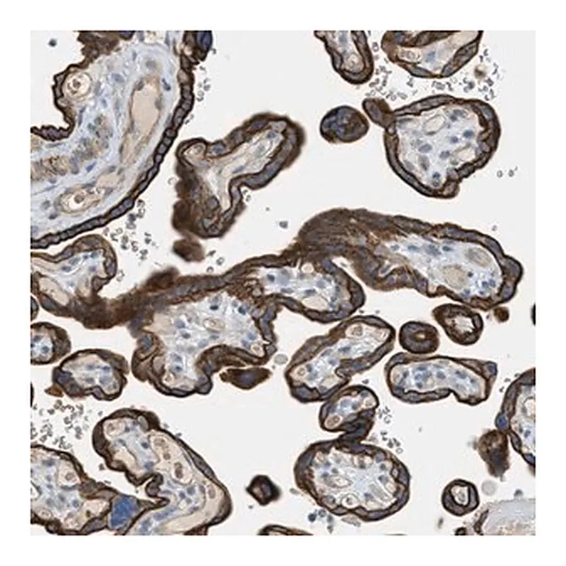 Merck Anti-MRS2 antibody produced in rabbit