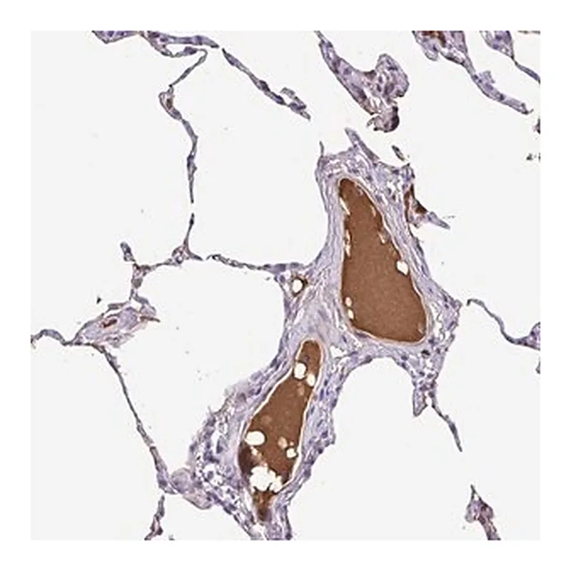 Merck Anti-IGFL1 antibody produced in rabbit