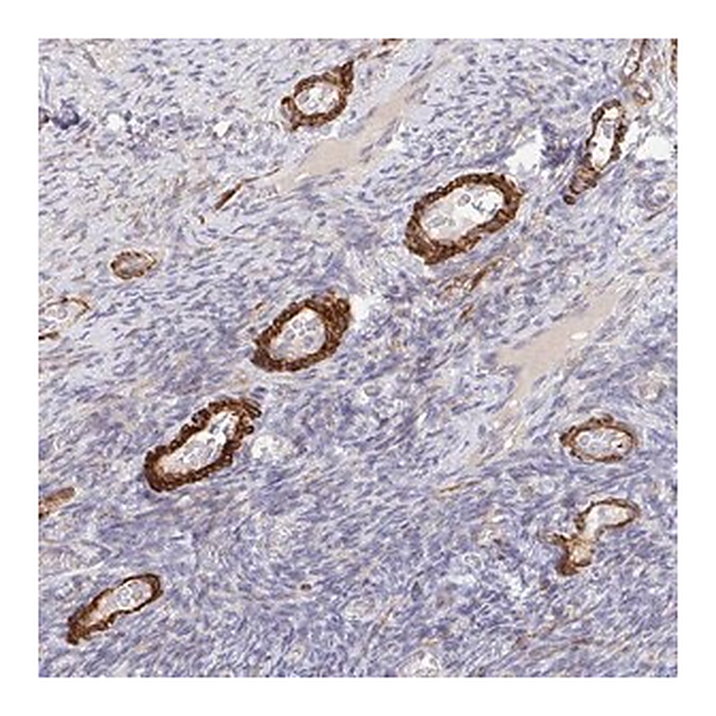 Merck Anti-FRMD3 antibody produced in rabbit