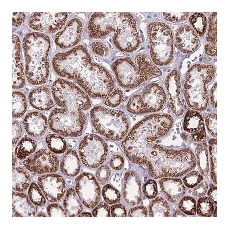 Merck Anti-ZBTB24 antibody produced in rabbit
