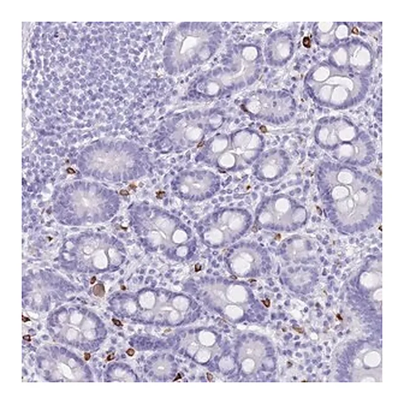 Merck Anti-MYADML2 antibody produced in rabbit