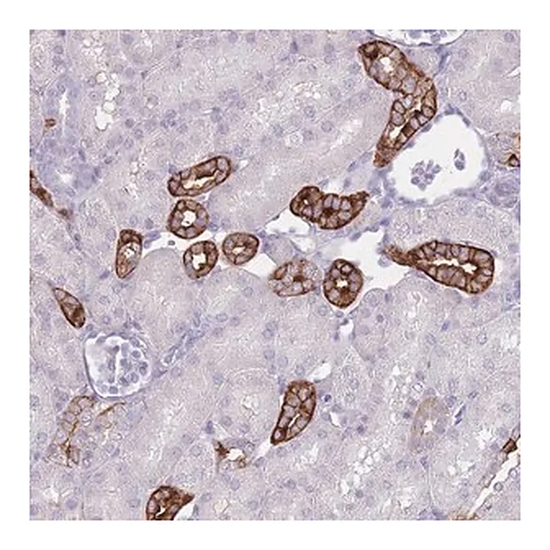 Merck Anti-RHBG antibody produced in rabbit