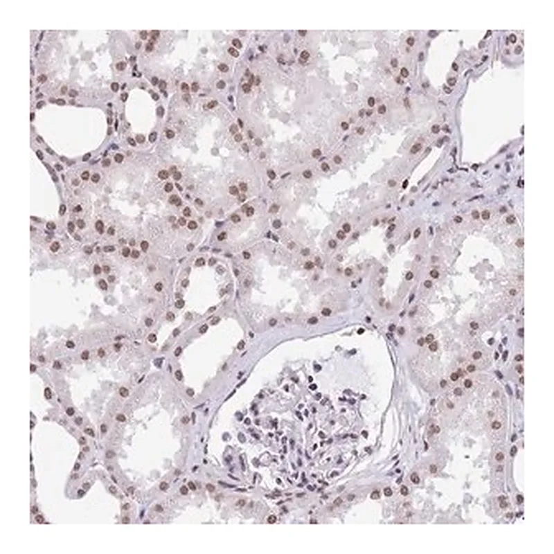 Merck Anti-HIST1H2BC antibody produced in rabbit
