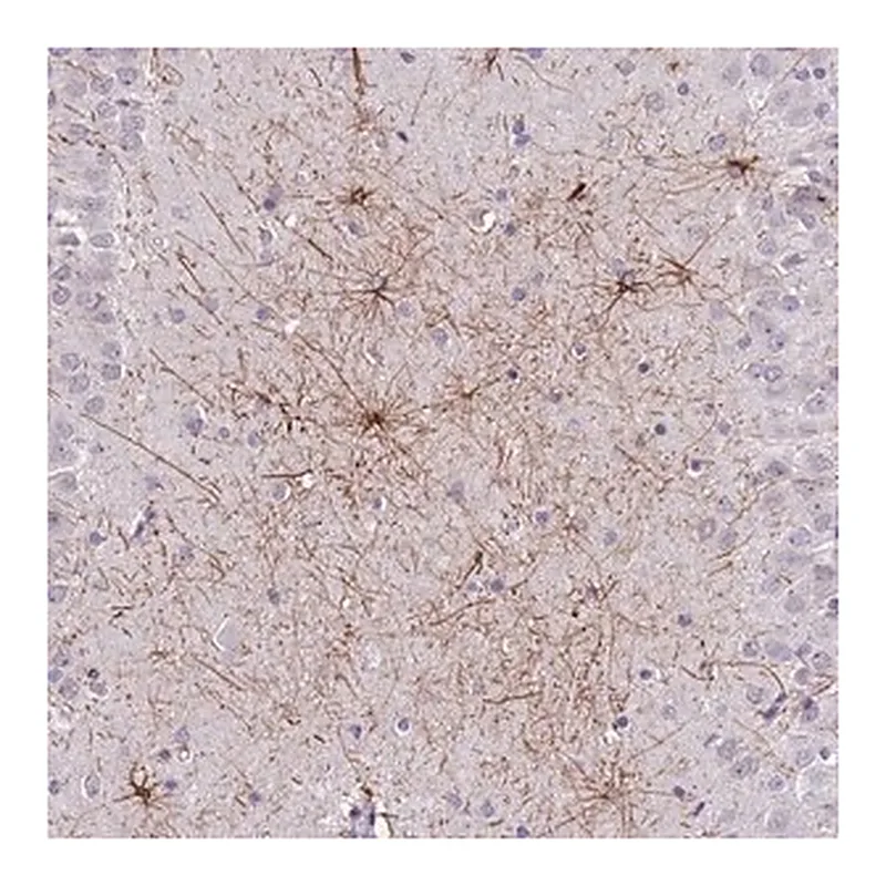 Merck Anti-SHCBP1 antibody produced in rabbit