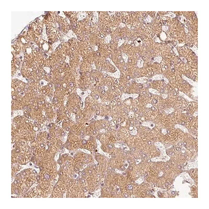 Merck Anti-SERPING1 antibody produced in rabbit