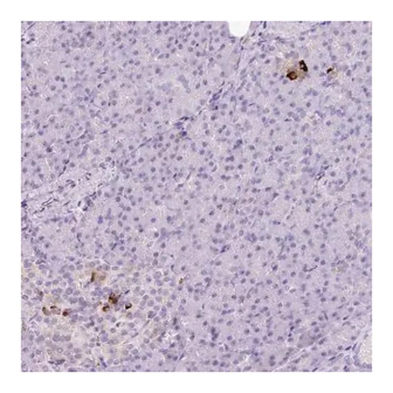 Merck Anti-KCNJ11 antibody produced in rabbit