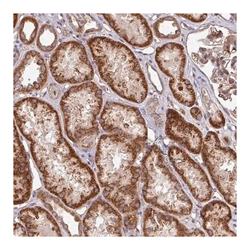 Merck Anti-DCAF12L2 antibody produced in rabbit