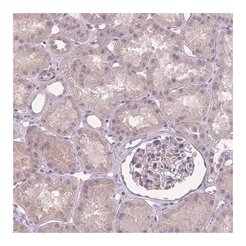 Merck Anti-ZBTB24 antibody produced in rabbit