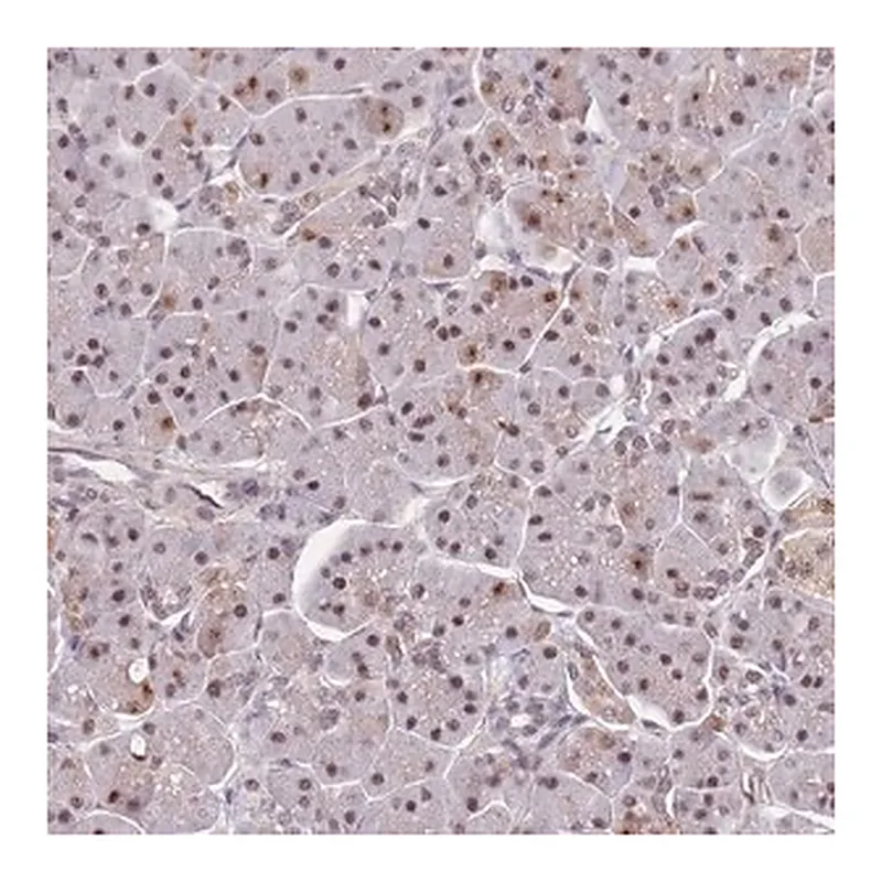 Merck Anti-SNRPA1 antibody produced in rabbit