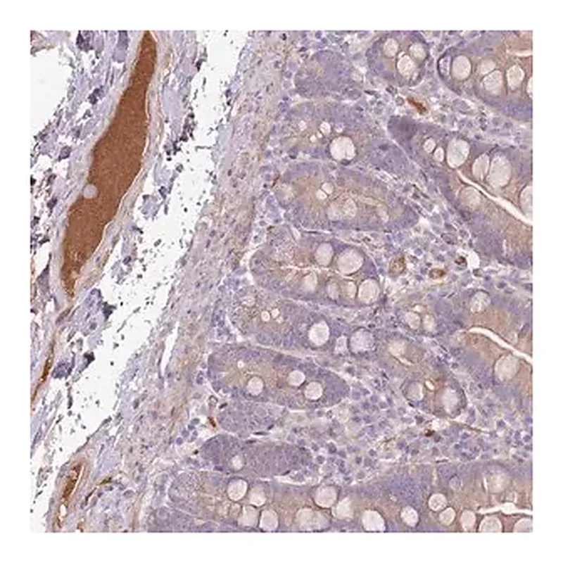 Merck Anti-CFH antibody produced in rabbit