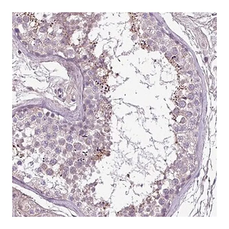 Merck Anti-FAM183A antibody produced in rabbit