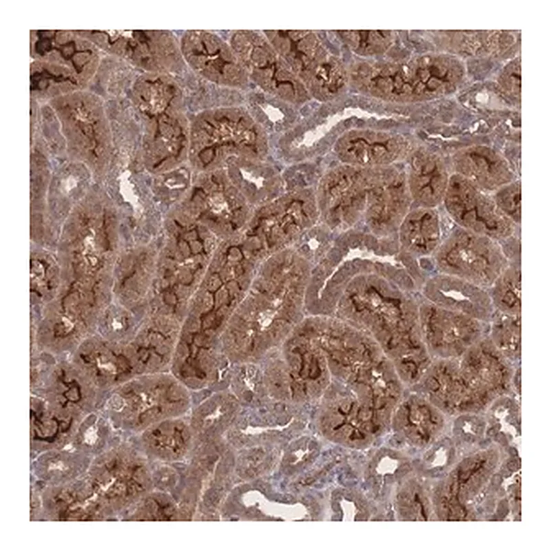 Merck Anti-NBEAL1 antibody produced in rabbit