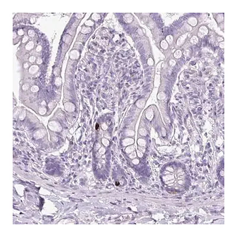 Merck Anti-GLP2R antibody produced in rabbit