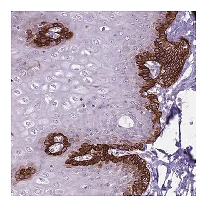 Merck Anti-CNPPD1 antibody produced in rabbit