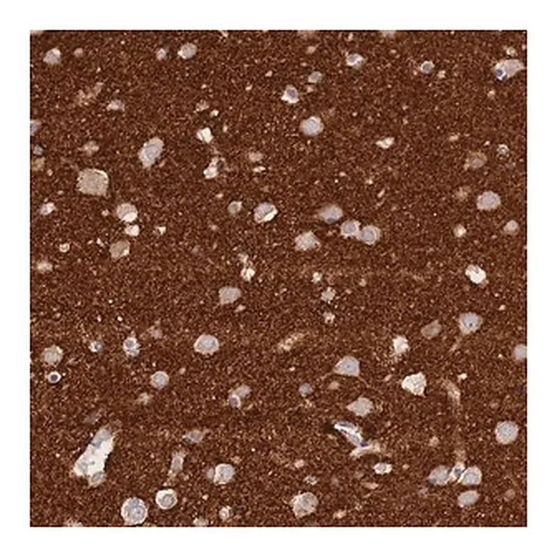 Merck Anti-TIFAB antibody produced in rabbit