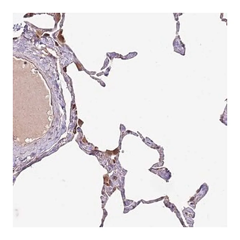 Merck Anti-DOCK6 antibody produced in rabbit