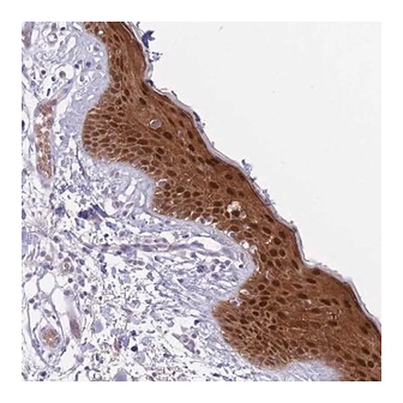 Merck Anti-FBXO46 antibody produced in rabbit