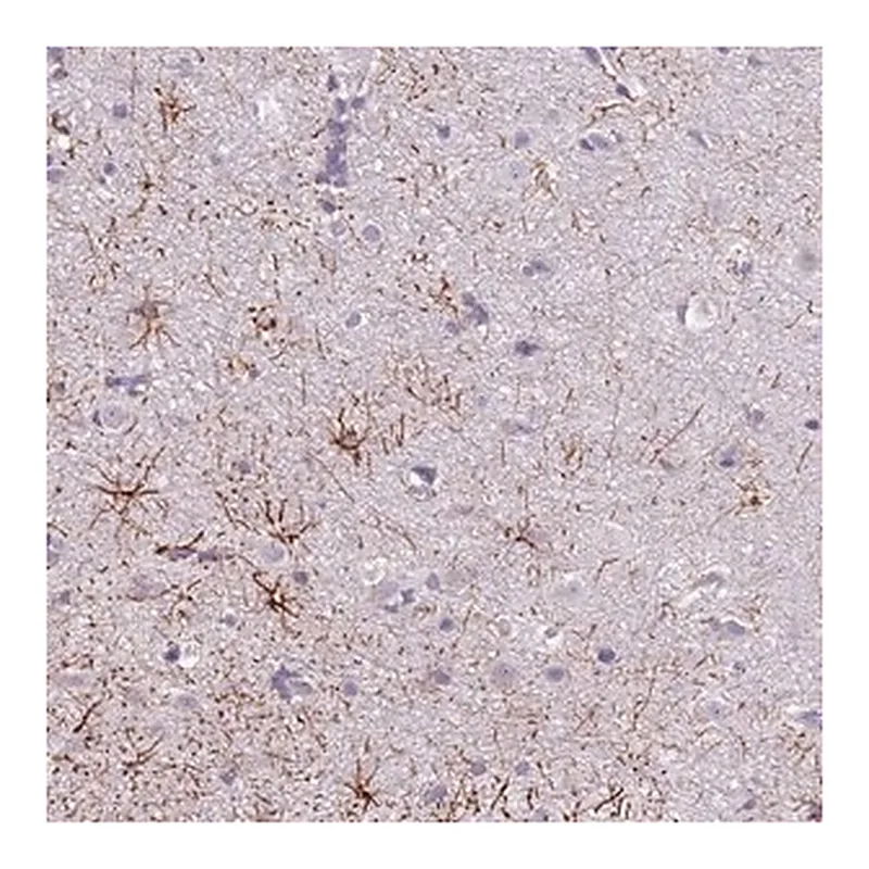 Merck Anti-SLC35E3 antibody produced in rabbit
