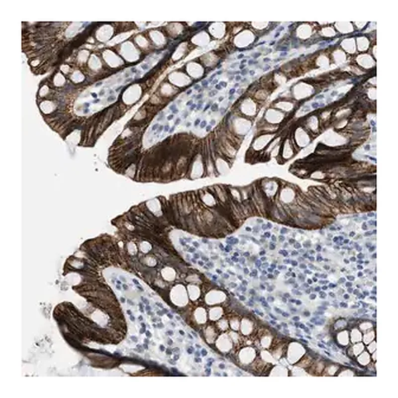 Merck Anti-TMEM154 antibody produced in rabbit