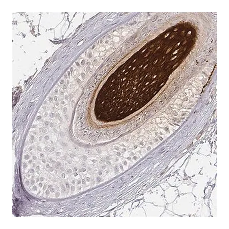 Merck Anti-KRT31 antibody produced in rabbit