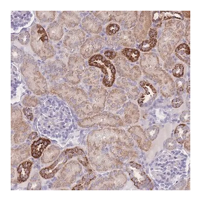 Merck Anti-NBEAL1 antibody produced in rabbit