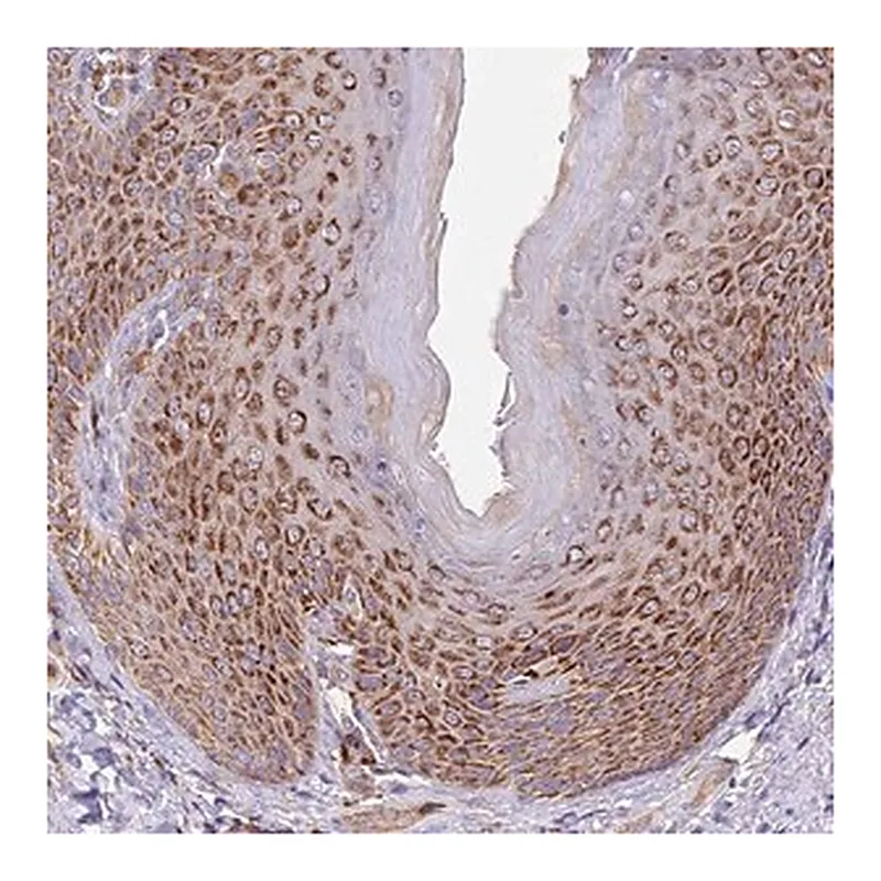 Merck Anti-DOCK6 antibody produced in rabbit