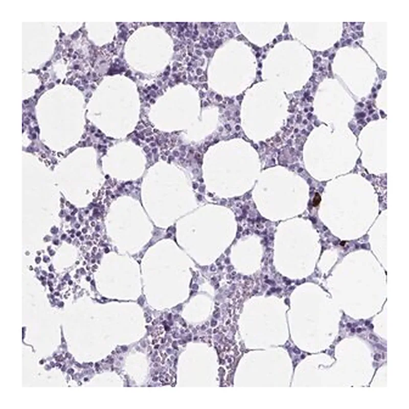 Merck Anti-ZDHHC7 antibody produced in rabbit
