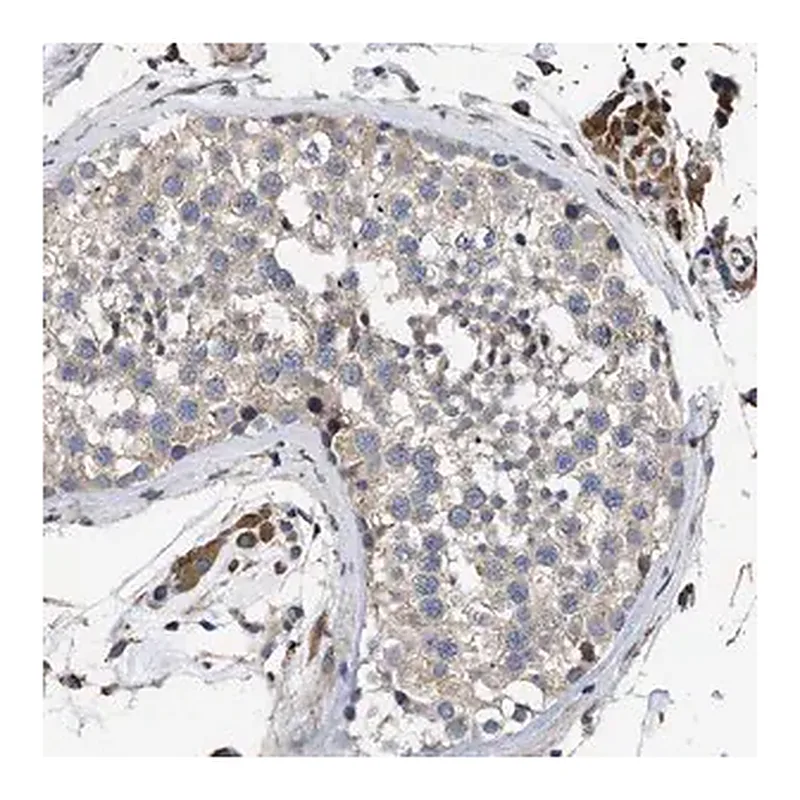Merck Anti-SQLE antibody produced in rabbit