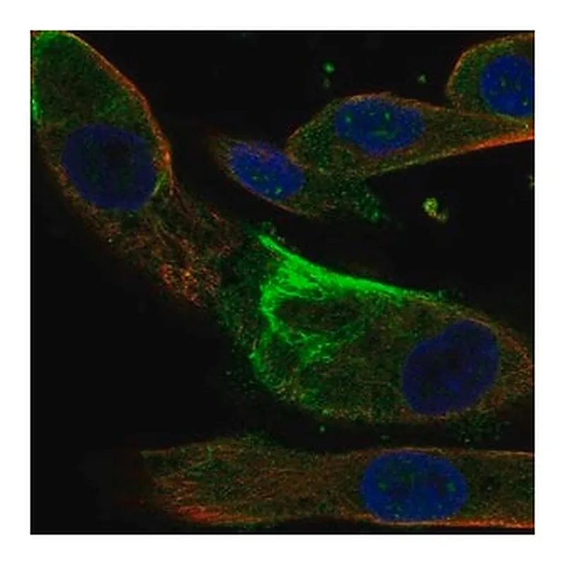 Merck Anti-IQUB antibody produced in rabbit