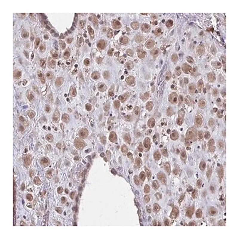 Merck Anti-NRBF2 antibody produced in rabbit
