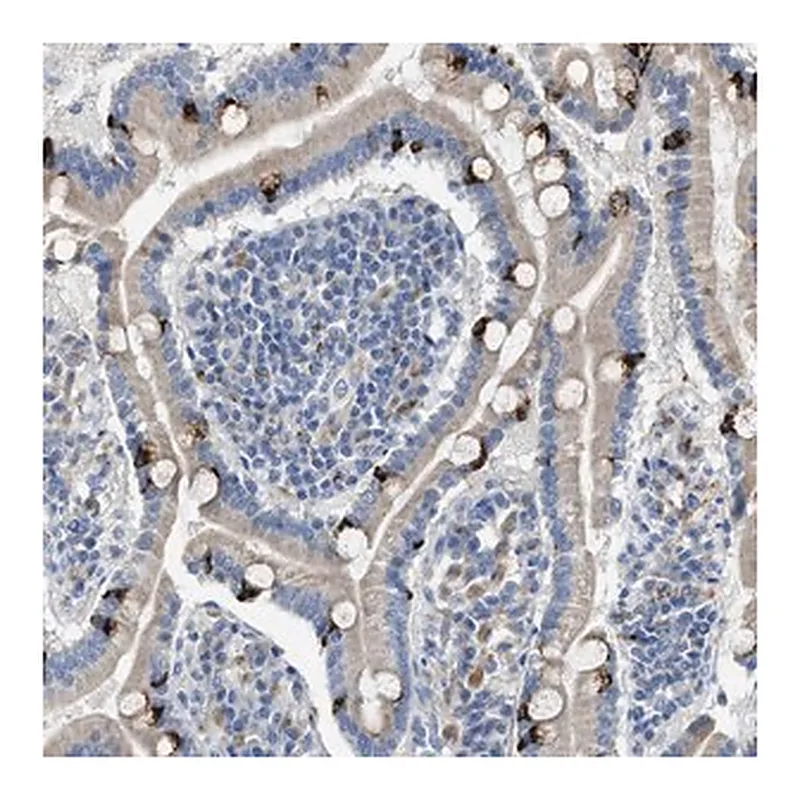 Merck Anti-AOAH antibody produced in rabbit