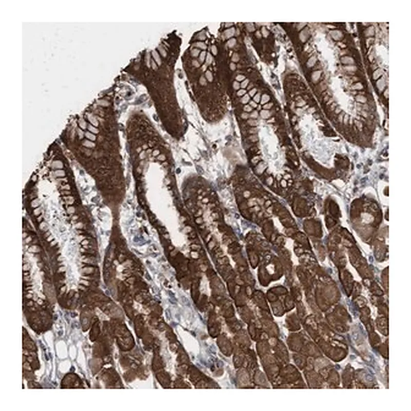Merck Anti-KLHL26 antibody produced in rabbit