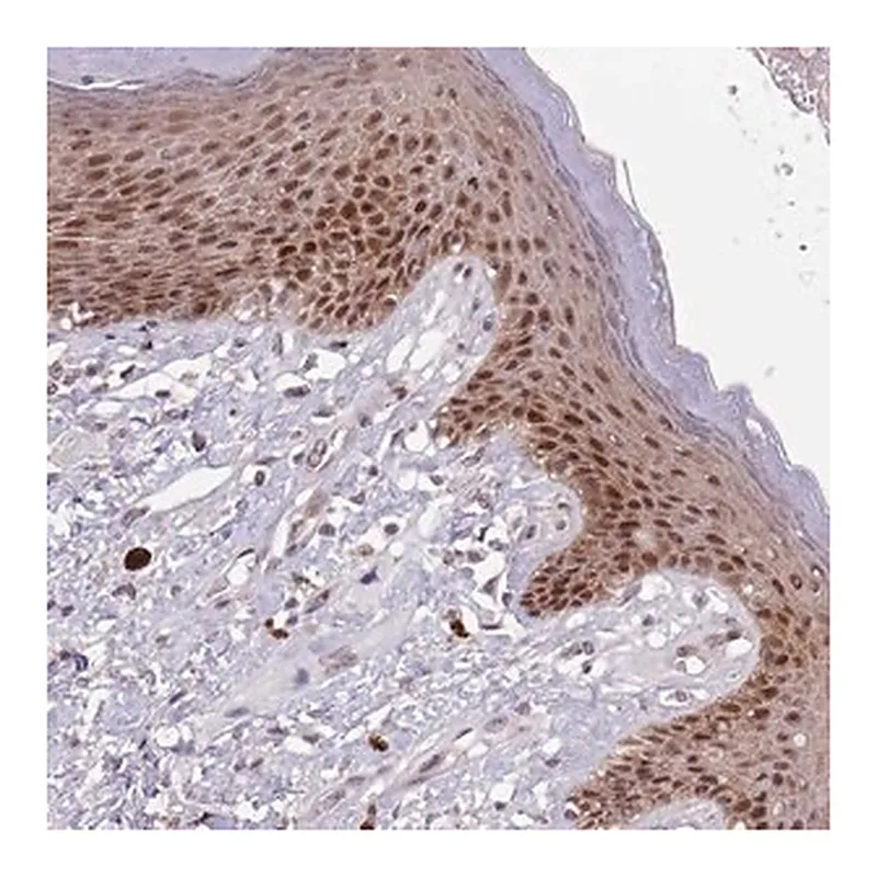 Merck Anti-CIZ1 antibody produced in rabbit