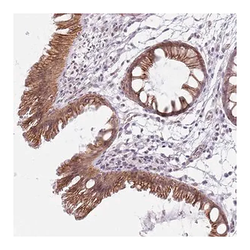 Merck Anti-KCNA5 antibody produced in rabbit